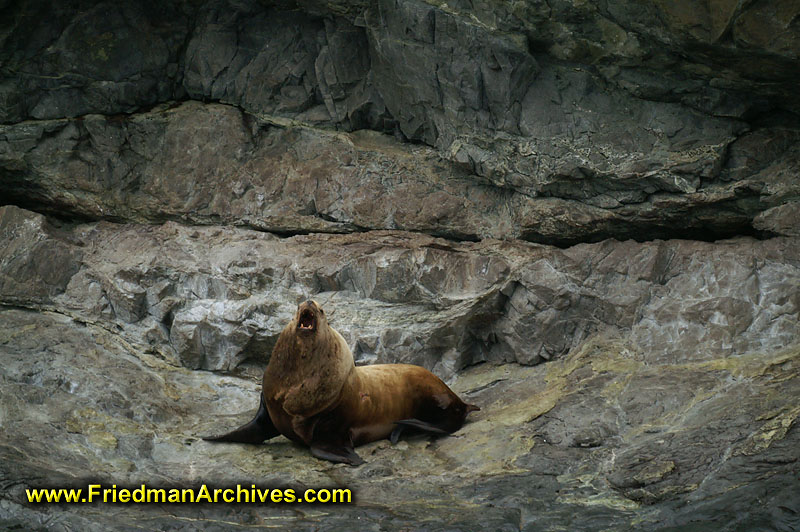 sea,life,rocks,seal,sea lion,